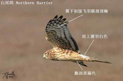 鹞的识别：白头鹞、白腹鹞、雀鹞、白尾鹞