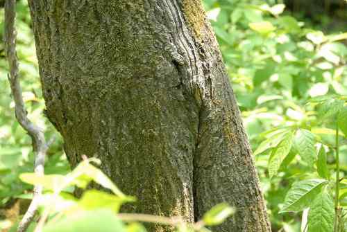 看看我长白山里的“宝贝” 看看我长白山里的“宝贝”