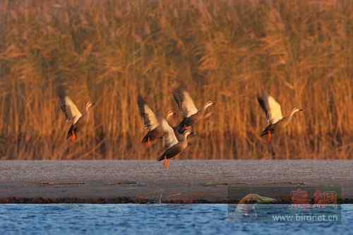 斑嘴鸭美丽的瞬间【组图】