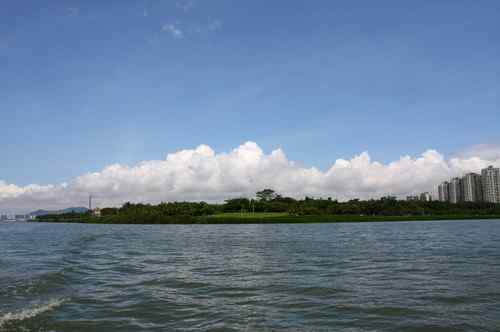 不一样的深圳湾，不一样的红树林：鸟儿的天堂