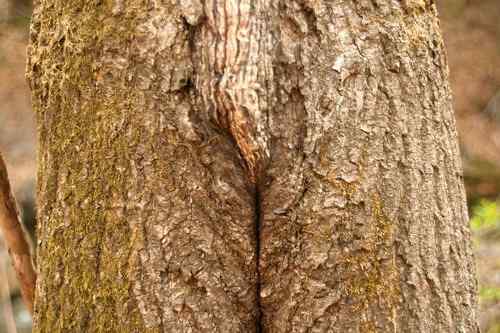 看看我长白山里的“宝贝” 看看我长白山里的“宝贝”