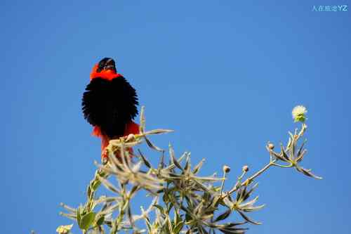 原画幅野生鸟类摄影俱乐部【精美组图】