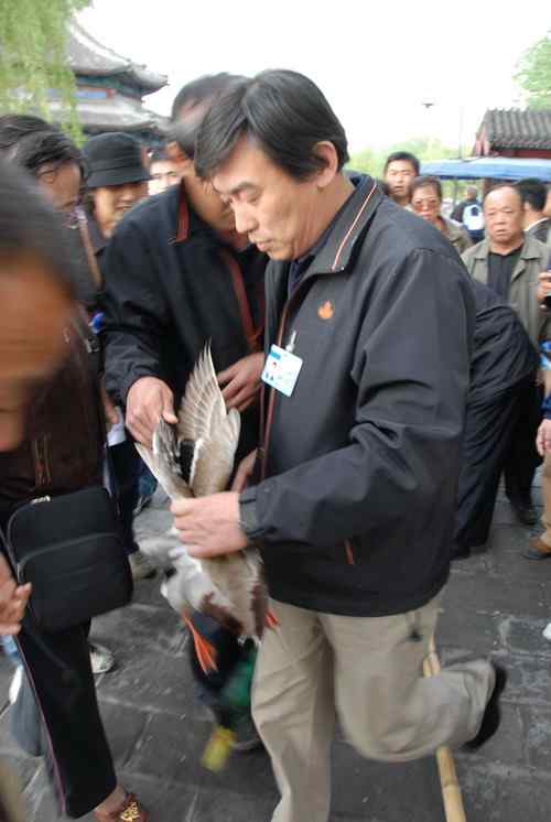 颐和园鸟人：绿头鸭蒙难获救记