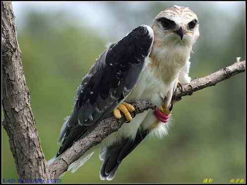 黄河三角洲的黑翅鸢