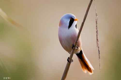 再赏文须雀依旧美