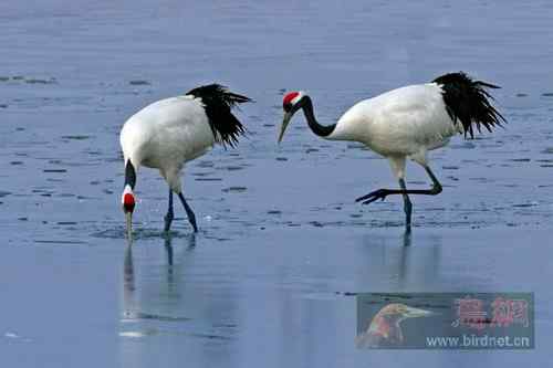 仙鹤迎春   美丽的丹项鹤