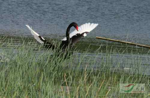 圆明园黑天鹅与工作人员展开搏斗 圆明园黑天鹅与工作人员展开搏斗