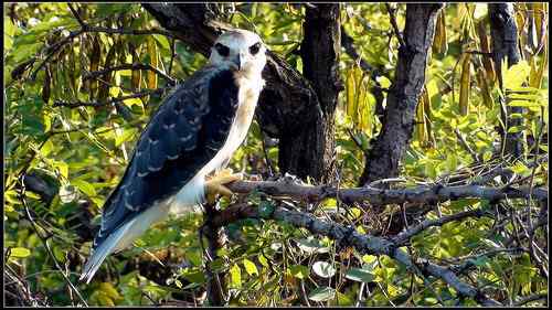 黑翅鸢，好鸟！