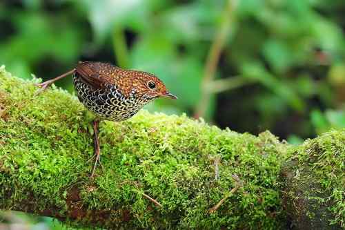 台湾山林隱者——鳞胸鹪鹛
