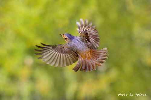 飛行及展翅之美