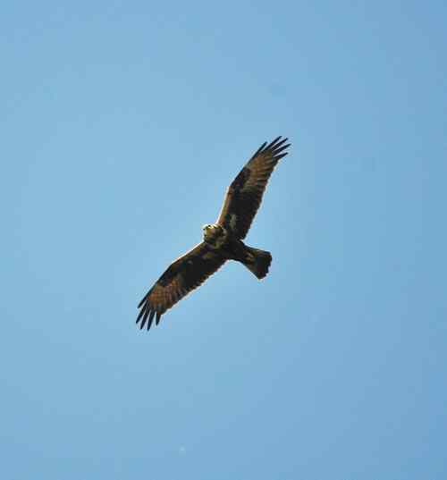 请问：这是什么猛禽？白尾鹞吗