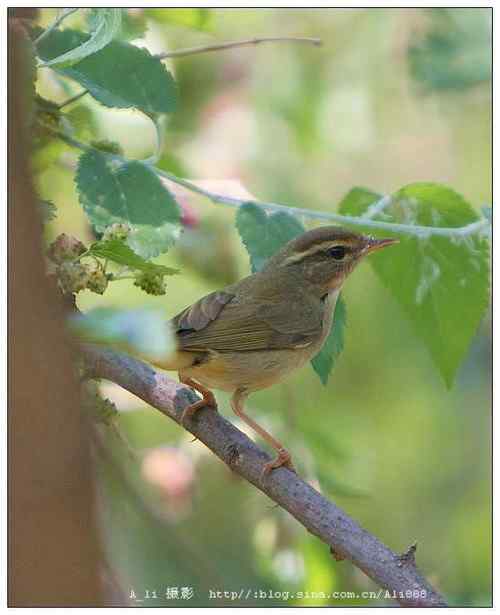 巨嘴柳莺和棕眉柳莺的区别