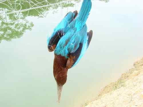 白胸翡翠：面对人类，哪里才是我的天空！？