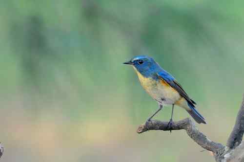 匆匆過客 台湾候鸟