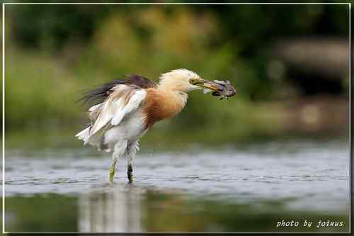 大快朵頤 爪哇池鷺 Javan Pond Heron