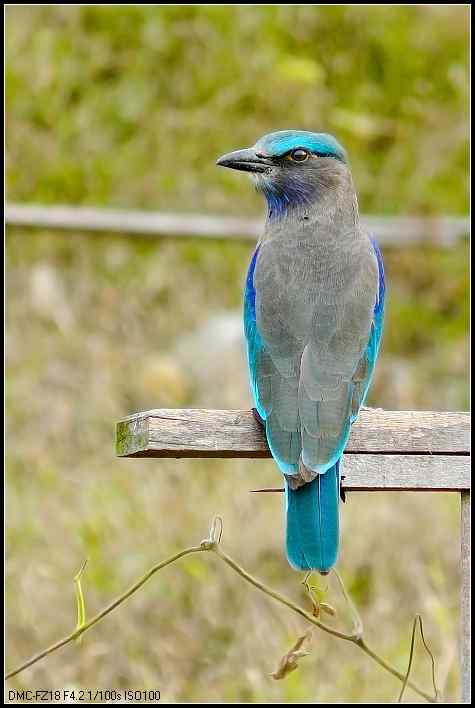 用傻瓜相机拍鸟的鸟人:棕胸佛法僧