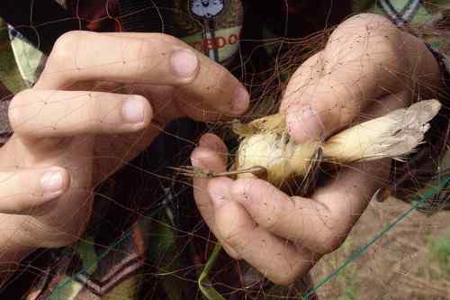 小小鸟人在行动 解救被困小鸟 小小鸟人在行动 解救被困小鸟