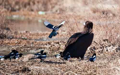 鸦、鹊戏秃鹫