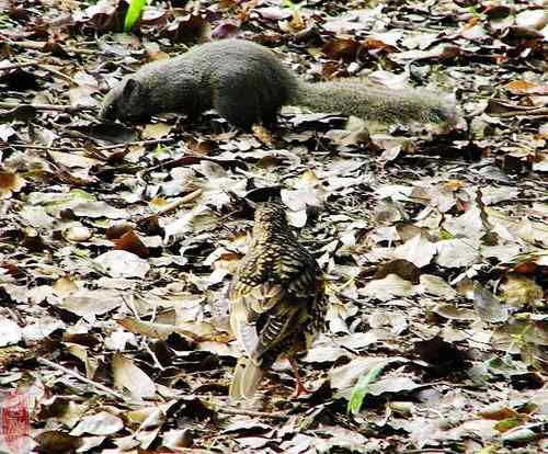 虎鸫觅蚯蚓 松鼠嗑坚果 和平共处不战争