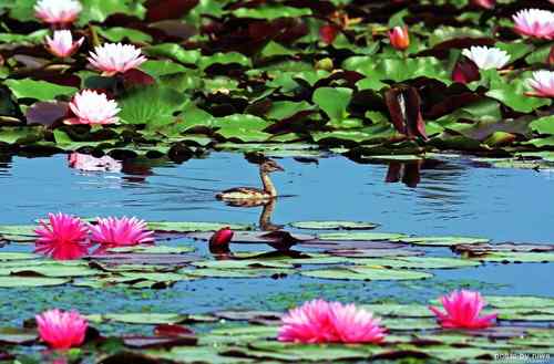 原画幅野生鸟类摄影俱乐部【精美组图】