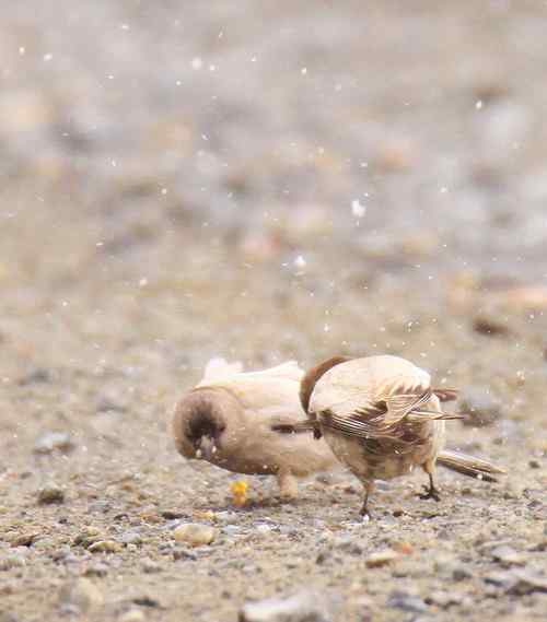 今天在海拔4200米处拍到的不知名鸟儿