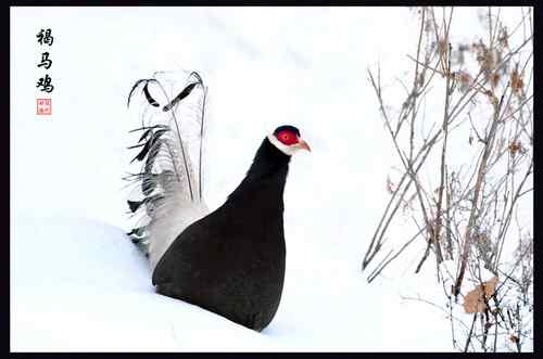 雪天上山的收获：褐马鸡