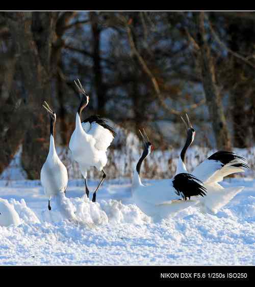 鹤鸣雪原日本札幌丹顶鹤