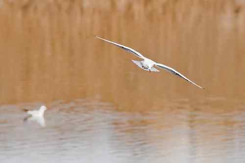 南京七里河 鸟类图片