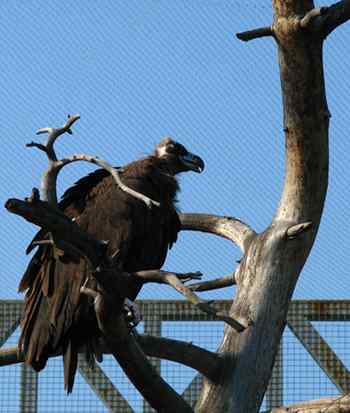 动物园向往自由的秃鹫