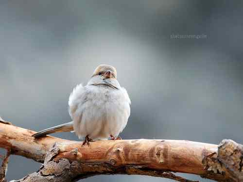 铁门关杂鸟记 黑顶麻雀