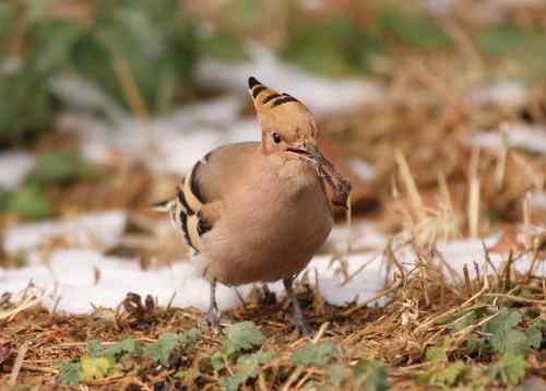 北京 二十几只林鸟