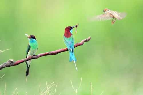 七月的蓝喉蜂虎