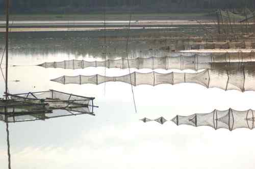 杭州鸟人：拯救白胸翡翠