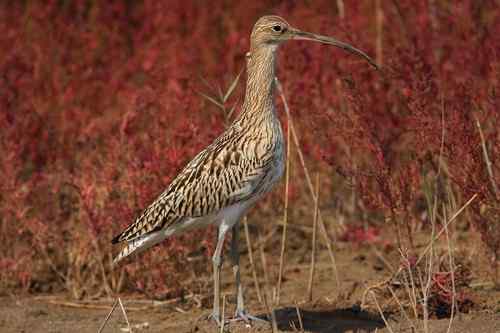 请教：白腰杓鹬还是大杓鹬？