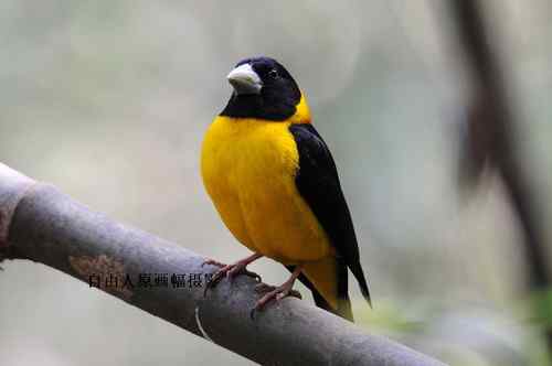 原画幅野生鸟类摄影俱乐部【精美组图】