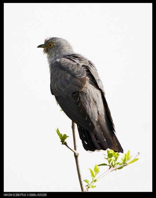 这是四声杜鹃吗？