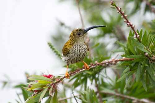 初探马来西亚 鸟类