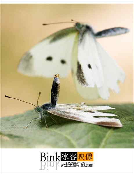 冰客的昆虫世界作品