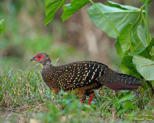 茶農伯伯和藍腹鷳的故事