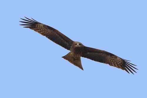 南京七里河 鸟类图片