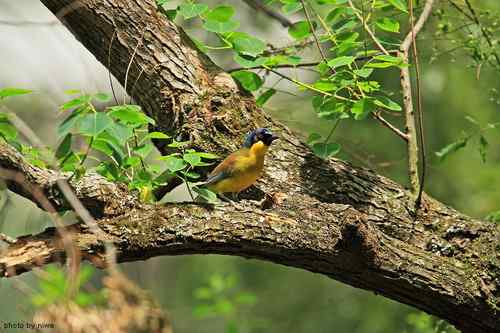 原画幅野生鸟类摄影俱乐部【精美组图】