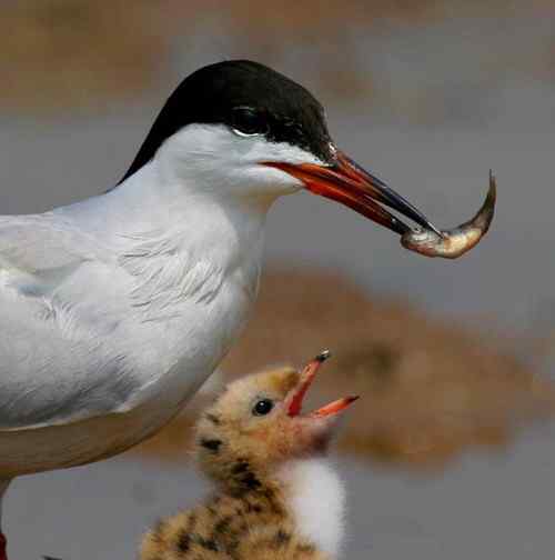 海鸥哺育喂雏——拳拳母子情 海鸥哺育喂雏——拳拳母子情
