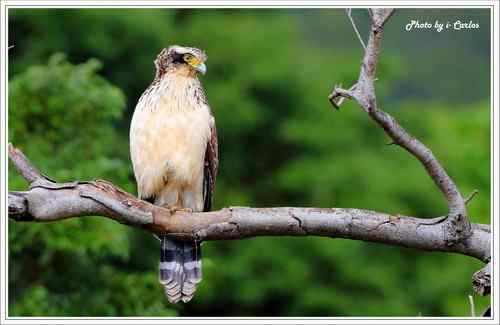 蛇雕 大冠鹫【组图】