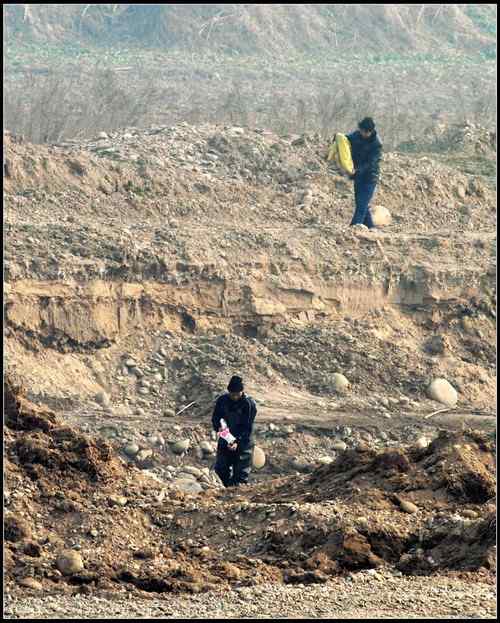 陕西眉县有人毒杀野鸭,大型涉禽类鸟 陕西眉县有人毒杀野鸭,大型涉禽类鸟