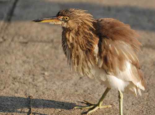 雏鸟池鹭获新生