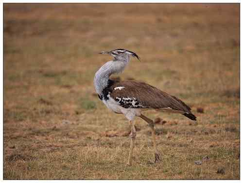 非洲国家将监测变为行动