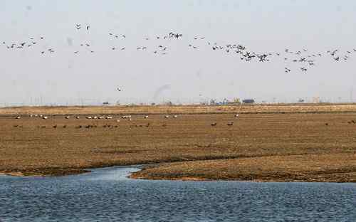 双台子河口保护区人鸟争食严重 双台子河口保护区人鸟争食严重