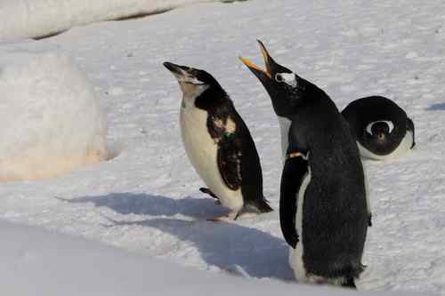 北京玉渊潭公园的企鹅