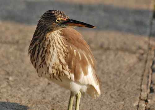 雏鸟池鹭获新生