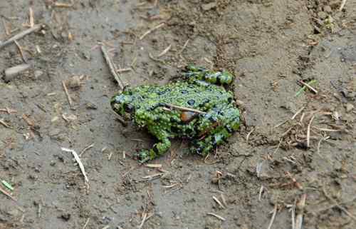看看我长白山里的“宝贝” 看看我长白山里的“宝贝”
